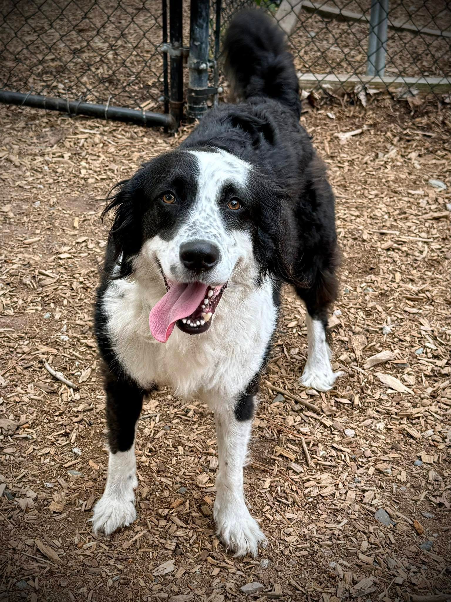 Happy black dog running at Pooch Park