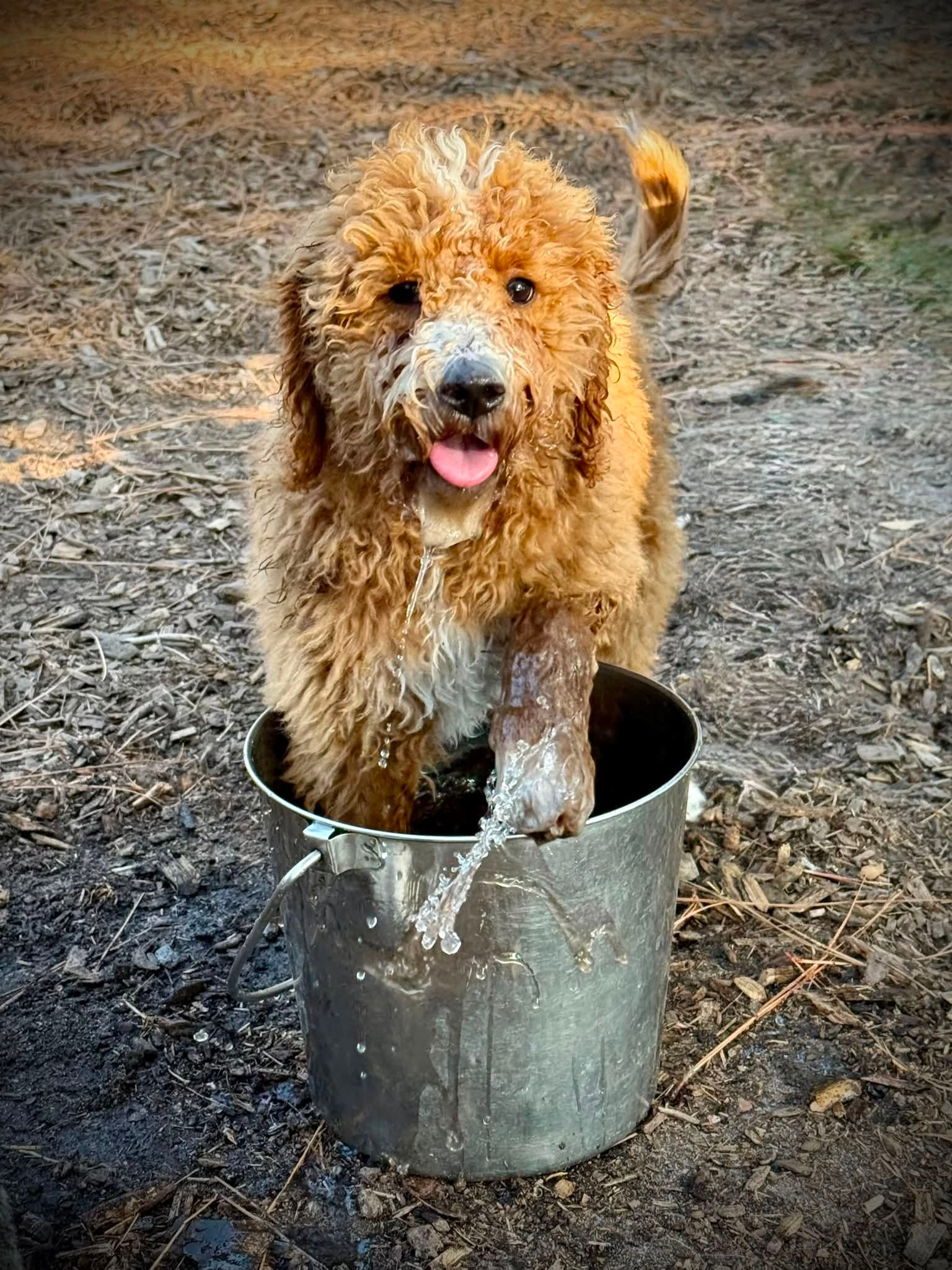 Doodle having fun at Pooch Park