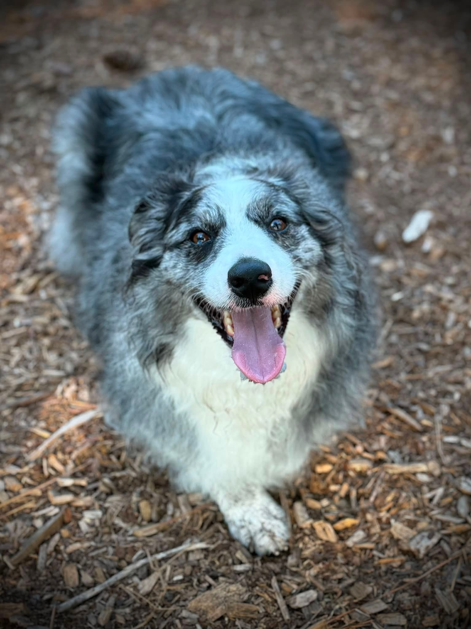 Heeler enjoying off-leash time at Pooch Park