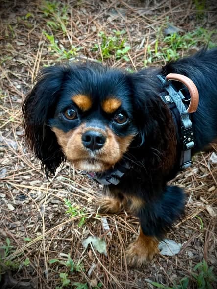 Penny at Pooch Park in the Pines